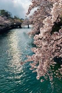 <img class='new_mark_img1' src='https://img.shop-pro.jp/img/new/icons1.gif' style='border:none;display:inline;margin:0px;padding:0px;width:auto;' />ڲ֤ΥݥȥɤAIR۵컳˺餯սϥϤ photo by MIRO
