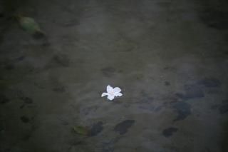 <img class='new_mark_img1' src='https://img.shop-pro.jp/img/new/icons1.gif' style='border:none;display:inline;margin:0px;padding:0px;width:auto;' />ܤʥݥȥɡԻԺջůؤƻսϥϤ photo by MIRO