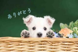 <img class='new_mark_img1' src='https://img.shop-pro.jp/img/new/icons1.gif' style='border:none;display:inline;margin:0px;padding:0px;width:auto;' />ڸդݥȥAIR֤꤬ۡȤ֤󸤤սϤϥ