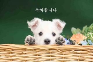 <img class='new_mark_img1' src='https://img.shop-pro.jp/img/new/icons1.gif' style='border:none;display:inline;margin:0px;padding:0px;width:auto;' />ڸդݥȥAIR֤꤬ۡȤפڹսϤϥ