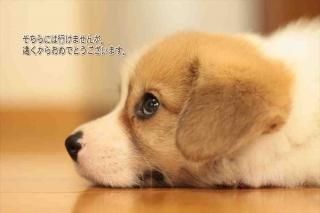 <img class='new_mark_img1' src='https://img.shop-pro.jp/img/new/icons1.gif' style='border:none;display:inline;margin:0px;padding:0px;width:auto;' />ڸΥݥȥAIR֤ۡˤϹԤޤ󤬡󤯤餪ǤȤޤ׸ս񡦤Ϥϥ