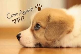 <img class='new_mark_img1' src='https://img.shop-pro.jp/img/new/icons1.gif' style='border:none;display:inline;margin:0px;padding:0px;width:auto;' />ڸΥݥȥAIRۡCome Again ? ޥ ?ױѸ븤ս񡦤Ϥϥ