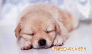 <img class='new_mark_img1' src='https://img.shop-pro.jp/img/new/icons1.gif' style='border:none;display:inline;margin:0px;padding:0px;width:auto;' />ڸƤΰݥȥɡֽۡ椪񤤿夲ޤ׿ƤҸ(֤)ΥϥϤս