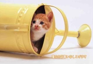 <img class='new_mark_img1' src='https://img.shop-pro.jp/img/new/icons1.gif' style='border:none;display:inline;margin:0px;padding:0px;width:auto;' />ڸƤΰݥȥɡֽۡ椪񤤿夲ޤ׻ǭǡϪΥϥϤս