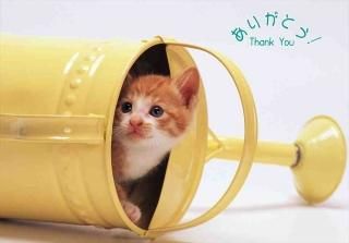 <img class='new_mark_img1' src='https://img.shop-pro.jp/img/new/icons1.gif' style='border:none;display:inline;margin:0px;padding:0px;width:auto;' />ڸ괶ոݥȥɡ֤꤬ۡȤ Thank youפͤǭΥϥϤս