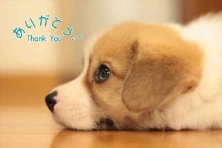 <img class='new_mark_img1' src='https://img.shop-pro.jp/img/new/icons1.gif' style='border:none;display:inline;margin:0px;padding:0px;width:auto;' />ڸ괶ոݥȥɡ֤꤬ۡȤ Thank you׻Ҹ ΥϥϤս
