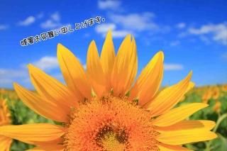 <img class='new_mark_img1' src='https://img.shop-pro.jp/img/new/icons1.gif' style='border:none;display:inline;margin:0px;padding:0px;width:auto;' />ڸƤλĽ븫񤤥ݥȥɡֻۡĽ뤪񤤿夲ޤװؤθҤޤս Ϥϥ