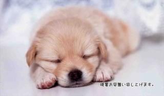 <img class='new_mark_img1' src='https://img.shop-pro.jp/img/new/icons1.gif' style='border:none;display:inline;margin:0px;padding:0px;width:auto;' />ڸƤλĽ븫񤤥ݥȥɡֻۡĽ뤪񤤿夲ޤ׻Ҹս Ϥϥ