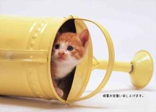 <img class='new_mark_img1' src='https://img.shop-pro.jp/img/new/icons1.gif' style='border:none;display:inline;margin:0px;padding:0px;width:auto;' />ڸƤλĽ븫񤤥ݥȥɡֻۡĽ뤪񤤿夲ޤ׻ǭս Ϥϥ