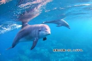 <img class='new_mark_img1' src='https://img.shop-pro.jp/img/new/icons1.gif' style='border:none;display:inline;margin:0px;padding:0px;width:auto;' />ڸƤλĽ븫񤤥ݥȥɡֻۡĽ뤪񤤿夲ޤץ륫ڤս Ϥϥ