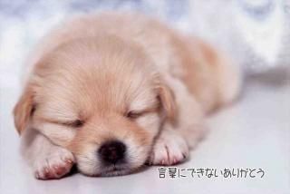<img class='new_mark_img1' src='https://img.shop-pro.jp/img/new/icons1.gif' style='border:none;display:inline;margin:0px;padding:0px;width:auto;' />ڴդݥȥAIRָۡդˤǤʤ꤬Ȥ׻ҸսϤϥ