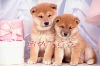 <img class='new_mark_img1' src='https://img.shop-pro.jp/img/new/icons1.gif' style='border:none;display:inline;margin:0px;padding:0px;width:auto;' />ڤǤȤΥݥȥɡʸ֤ǤȤ׼Ƹ֤Υϥս