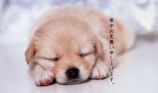 <img class='new_mark_img1' src='https://img.shop-pro.jp/img/new/icons1.gif' style='border:none;display:inline;margin:0px;padding:0px;width:auto;' />ڵΰݥȥɡִۡ椪񤤿夲ޤפ襤ҸΥݥȥսϤϥ