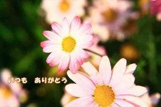 <img class='new_mark_img1' src='https://img.shop-pro.jp/img/new/icons1.gif' style='border:none;display:inline;margin:0px;padding:0px;width:auto;' />ݥȥʸ֤Ĥ⡡꤬ȤפΥեȥɥݥȥɥϥϤսpostcard-