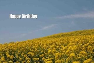 <img class='new_mark_img1' src='https://img.shop-pro.jp/img/new/icons1.gif' style='border:none;display:inline;margin:0px;padding:0px;width:auto;' />ݥȥʸHappy Birthday׺ڤβ֤ΥեȥɥݥȥɥϥϤսpostcard-