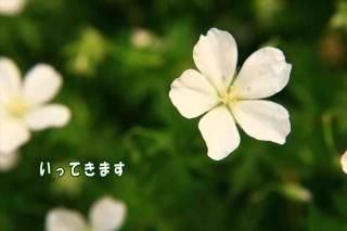 <img class='new_mark_img1' src='https://img.shop-pro.jp/img/new/icons1.gif' style='border:none;display:inline;margin:0px;padding:0px;width:auto;' />ݥȥʸ֤äƤޤײ֤ΥեȥɥݥȥɥϥϤսpostcard-