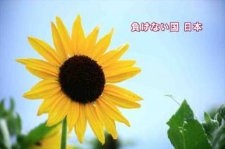 <img class='new_mark_img1' src='https://img.shop-pro.jp/img/new/icons1.gif' style='border:none;display:inline;margin:0px;padding:0px;width:auto;' />ݥȥʸ餱ʤܡ׸ҤޤΥեȥɥϥϤսpostcard-