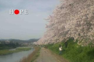 <img class='new_mark_img1' src='https://img.shop-pro.jp/img/new/icons1.gif' style='border:none;display:inline;margin:0px;padding:0px;width:auto;' />ݥȥʸHOPEץեȥɥϥϤսpostcard-