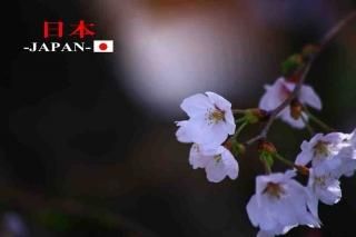 <img class='new_mark_img1' src='https://img.shop-pro.jp/img/new/icons1.gif' style='border:none;display:inline;margin:0px;padding:0px;width:auto;' />Υݥȥʸ-JAPAN-ץեȥɥϥϤսpostcard-