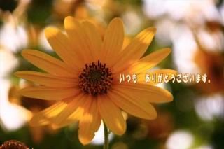 <img class='new_mark_img1' src='https://img.shop-pro.jp/img/new/icons1.gif' style='border:none;display:inline;margin:0px;padding:0px;width:auto;' />ڴդݥȥAIR֤ۡĤ⡡꤬Ȥޤײ֤ʸݥȥɥϥϤսpostcard-