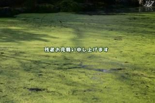 <img class='new_mark_img1' src='https://img.shop-pro.jp/img/new/icons1.gif' style='border:none;display:inline;margin:0px;padding:0px;width:auto;' />ڵƥݥȥɣɣҡֻۡĽ뤪񤤿夲ޤʸݥȥɳսϥϤ
