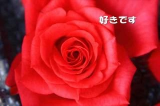 <img class='new_mark_img1' src='https://img.shop-pro.jp/img/new/icons1.gif' style='border:none;display:inline;margin:0px;padding:0px;width:auto;' />դݥȥɤAIRֹۡǤʸݥȥɳսϥϤ֤鯤β
