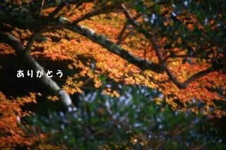 <img class='new_mark_img1' src='https://img.shop-pro.jp/img/new/icons1.gif' style='border:none;display:inline;margin:0px;padding:0px;width:auto;' />ڵὩݥȥɣɣҡ֤꤬ۡȤʸݥȥɳսϥϤι