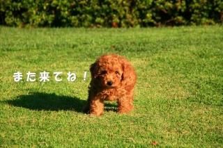 <img class='new_mark_img1' src='https://img.shop-pro.jp/img/new/icons1.gif' style='border:none;display:inline;margin:0px;padding:0px;width:auto;' />ڥå׸ݥȥɣɣҡ֤ۡޤƤ͡ʸݥȥɳսϥϤ 