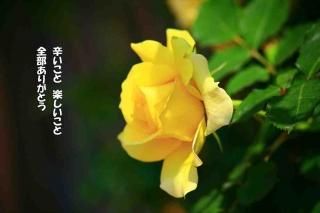 <img class='new_mark_img1' src='https://img.shop-pro.jp/img/new/icons1.gif' style='border:none;display:inline;margin:0px;padding:0px;width:auto;' />ݥȥɣɣҡڸդֿۡɤȡڤȡ꤬ȤʸݥȥɳսϥϤ