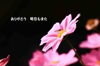 <img class='new_mark_img1' src='https://img.shop-pro.jp/img/new/icons1.gif' style='border:none;display:inline;margin:0px;padding:0px;width:auto;' />ڸդ봶դΥݥȥAIR֤꤬ۡȤޤץ⥹ʸݥȥɳսϥϤ