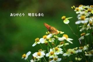 <img class='new_mark_img1' src='https://img.shop-pro.jp/img/new/icons1.gif' style='border:none;display:inline;margin:0px;padding:0px;width:auto;' />ڸդ봶դΥݥȥAIR֤꤬ۡȤޤĳʸݥȥɳսϥϤ