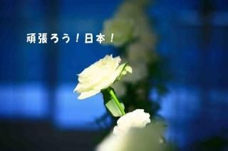 <img class='new_mark_img1' src='https://img.shop-pro.jp/img/new/icons1.gif' style='border:none;display:inline;margin:0px;padding:0px;width:auto;' />ִĥܡʸݥȥɳսϥϤ