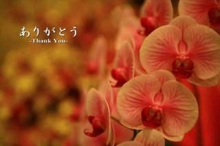 <img class='new_mark_img1' src='https://img.shop-pro.jp/img/new/icons1.gif' style='border:none;display:inline;margin:0px;padding:0px;width:auto;' />֤꤬Ȥ-Thank You-ʸݥȥɳսϥϤ