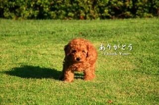 <img class='new_mark_img1' src='https://img.shop-pro.jp/img/new/icons1.gif' style='border:none;display:inline;margin:0px;padding:0px;width:auto;' />֤꤬Ȥ-Thank You-ʸݥȥɳսϥϤ