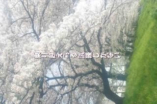 <img class='new_mark_img1' src='https://img.shop-pro.jp/img/new/icons1.gif' style='border:none;display:inline;margin:0px;padding:0px;width:auto;' />־ۤʤʸݥȥɳսϥϤ