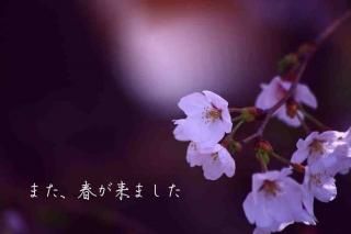 <img class='new_mark_img1' src='https://img.shop-pro.jp/img/new/icons1.gif' style='border:none;display:inline;margin:0px;padding:0px;width:auto;' />֤ޤդޤ׺ΥʸݥȥɳսϥϤ
