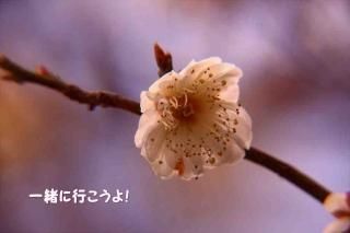 <img class='new_mark_img1' src='https://img.shop-pro.jp/img/new/icons1.gif' style='border:none;display:inline;margin:0px;padding:0px;width:auto;' />ְ˹Ԥ衪׺ΥʸݥȥɳսϥϤ
