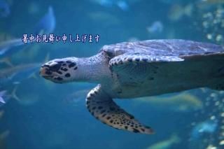 <img class='new_mark_img1' src='https://img.shop-pro.jp/img/new/icons1.gif' style='border:none;display:inline;margin:0px;padding:0px;width:auto;' />ڵƥݥȥɣɣҡֽۡ椪񤤿夲ޤ׳ᡡΥʸݥȥɳսϥϤ