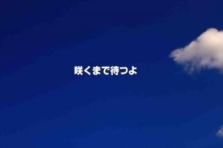 <img class='new_mark_img1' src='https://img.shop-pro.jp/img/new/icons1.gif' style='border:none;display:inline;margin:0px;padding:0px;width:auto;' />ֺ餯ޤԤĤĶʸݥȥɳսϥϤ