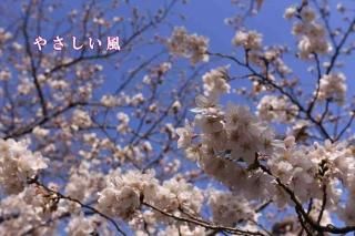 <img class='new_mark_img1' src='https://img.shop-pro.jp/img/new/icons1.gif' style='border:none;display:inline;margin:0px;padding:0px;width:auto;' />ݥȥɣɣҡڸդ֤ۡ䤵סĶȺγսϥpostcard-photo by MIRO