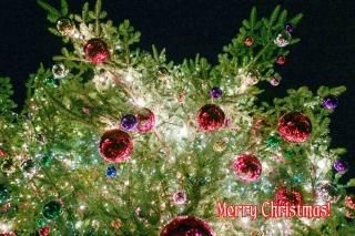<img class='new_mark_img1' src='https://img.shop-pro.jp/img/new/icons1.gif' style='border:none;display:inline;margin:0px;padding:0px;width:auto;' />ʸݥȥɡۡMerry Christmas!ץꥹޥĥ꡼Υϥphoto by MIRO