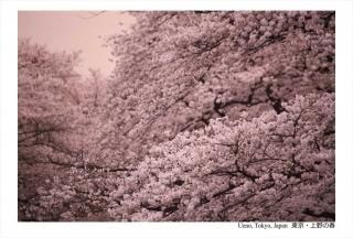 <img class='new_mark_img1' src='https://img.shop-pro.jp/img/new/icons1.gif' style='border:none;display:inline;margin:0px;padding:0px;width:auto;' />ݥȥɡۡUeno, Tokyo, Japanνա׾κս񡡥ϥphoto by MIRO
