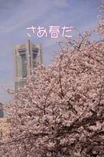 <img class='new_mark_img1' src='https://img.shop-pro.jp/img/new/icons1.gif' style='border:none;display:inline;margin:0px;padding:0px;width:auto;' />ݥȥɡ֤ۡդײͤߤʤȤߤ餤κս񡡥ϥphoto by MIRO