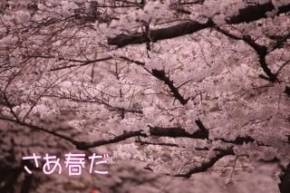 <img class='new_mark_img1' src='https://img.shop-pro.jp/img/new/icons1.gif' style='border:none;display:inline;margin:0px;padding:0px;width:auto;' />ݥȥɡ֤ۡդ׾κս񡡥ϥphoto by MIRO