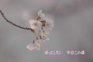 <img class='new_mark_img1' src='https://img.shop-pro.jp/img/new/icons1.gif' style='border:none;display:inline;margin:0px;padding:0px;width:auto;' />ݥȥɡ֤ۡۤäȤκ׺ս񡡥ϥphoto by MIRO