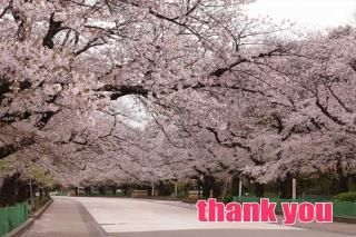 <img class='new_mark_img1' src='https://img.shop-pro.jp/img/new/icons1.gif' style='border:none;display:inline;margin:0px;padding:0px;width:auto;' />ݥȥɡۡthank you׾κս񡡥ϥphoto by MIRO