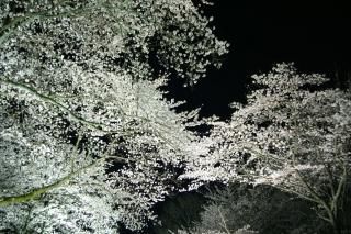 <img class='new_mark_img1' src='https://img.shop-pro.jp/img/new/icons1.gif' style='border:none;display:inline;margin:0px;padding:0px;width:auto;' /> ܤʥݥȥɡۼ츩ŻԻ2004ǯսϥϤ photo by MIRO