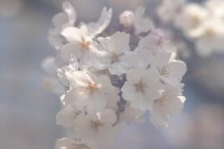 <img class='new_mark_img1' src='https://img.shop-pro.jp/img/new/icons1.gif' style='border:none;display:inline;margin:0px;padding:0px;width:auto;' /> ܤνդʥݥȥɡۼ츩ŻԻκ2004ǯսϥϤ photo by MIRO