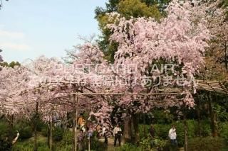<img class='new_mark_img1' src='https://img.shop-pro.jp/img/new/icons1.gif' style='border:none;display:inline;margin:0px;padding:0px;width:auto;' />ڵԤʥݥȥɡʿ¿κսϥϤ photo by MIRO