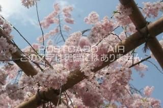 <img class='new_mark_img1' src='https://img.shop-pro.jp/img/new/icons1.gif' style='border:none;display:inline;margin:0px;padding:0px;width:auto;' />ڵԤʥݥȥɡʿ¿κսϥϤ photo by MIRO
